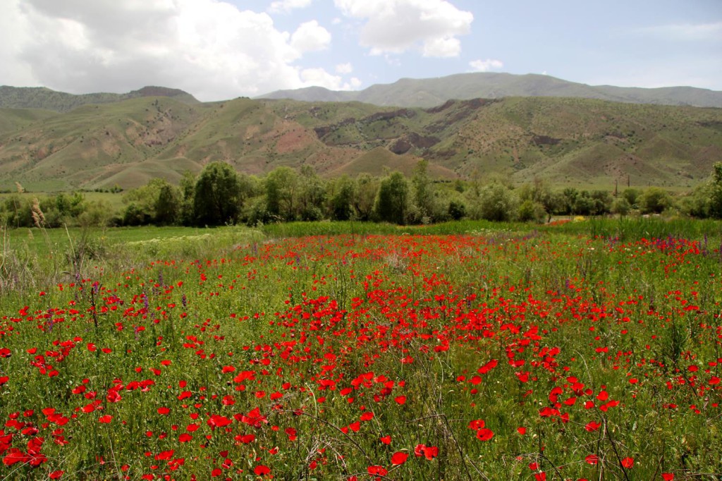 Маки в Армении цветут в мае